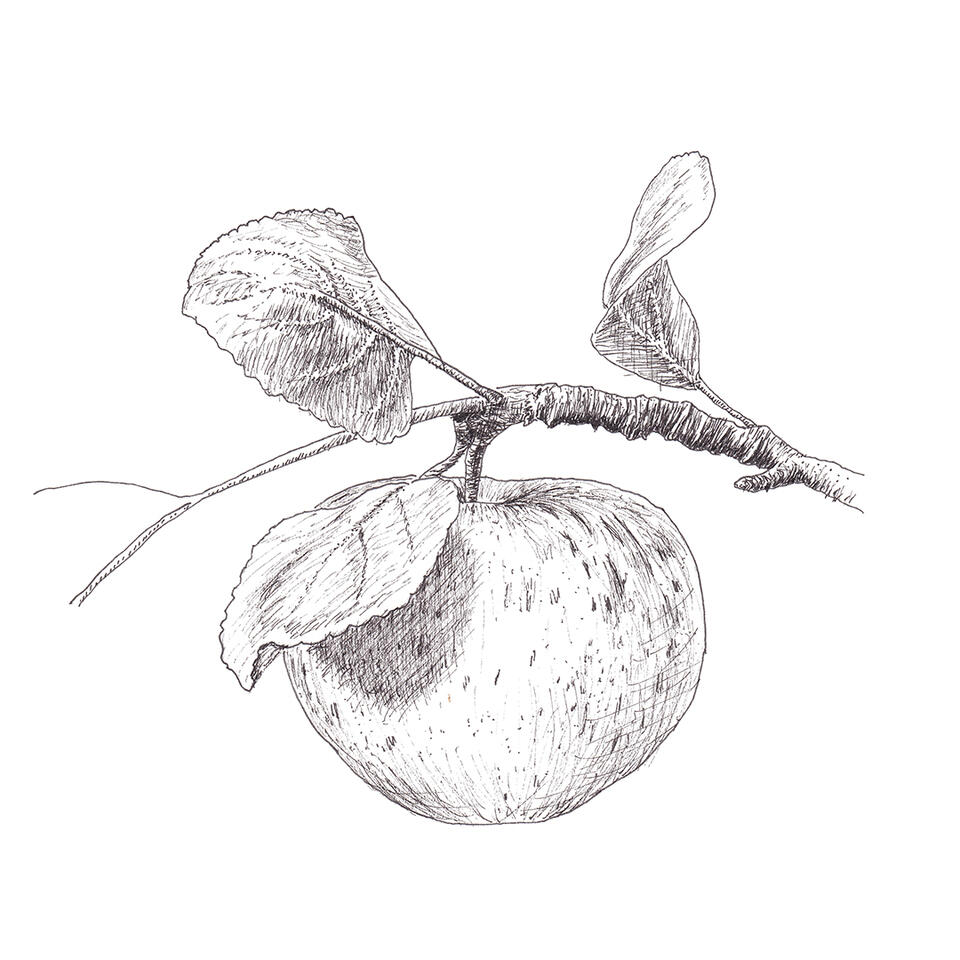 Apple with three leaves