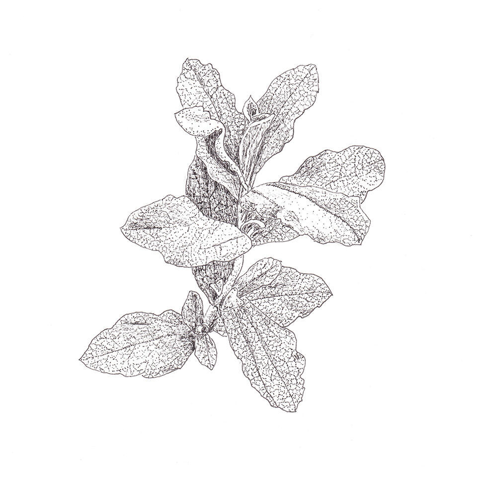 Cistus