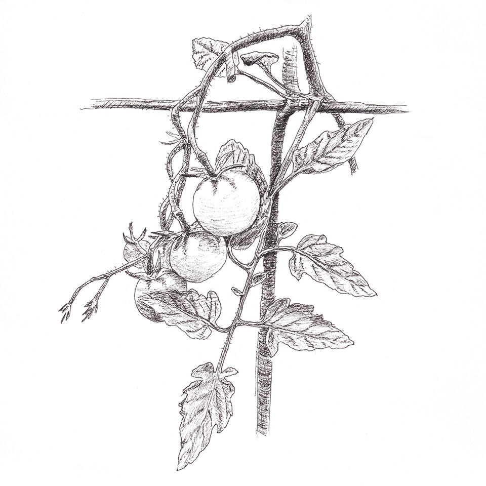 Tomatoes on the vine