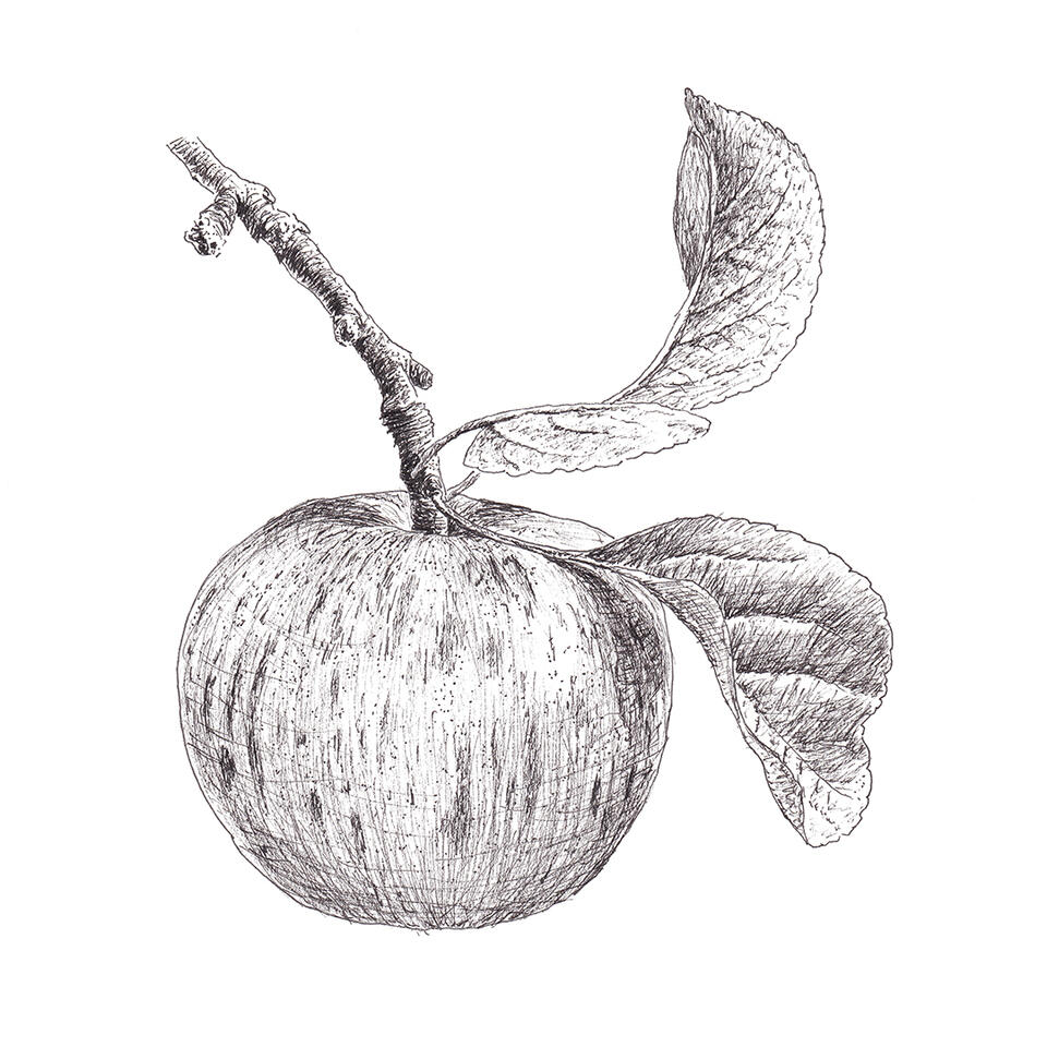 Apple with two leaves