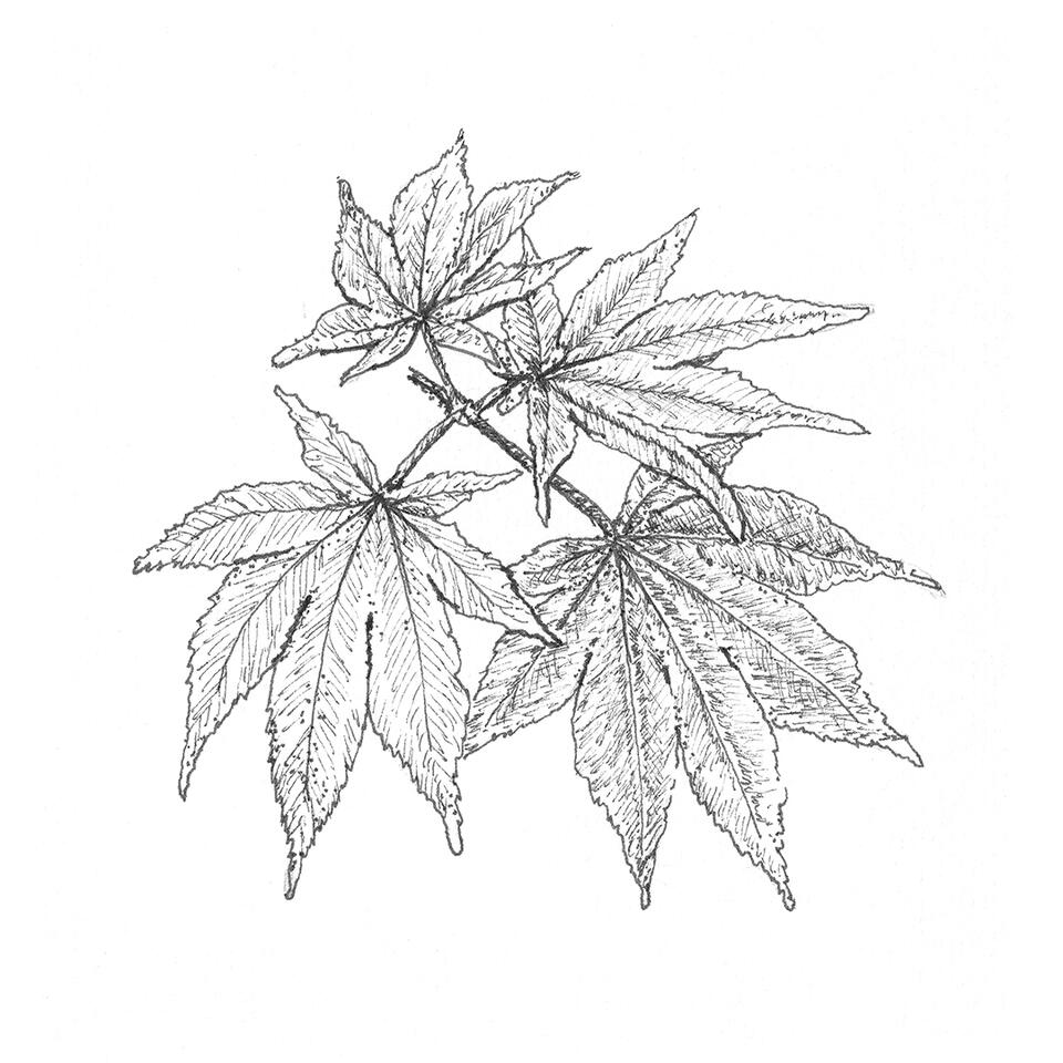 Japanese maple leaves