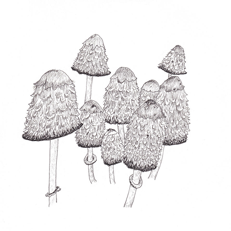 Lawyer's wig mushrooms