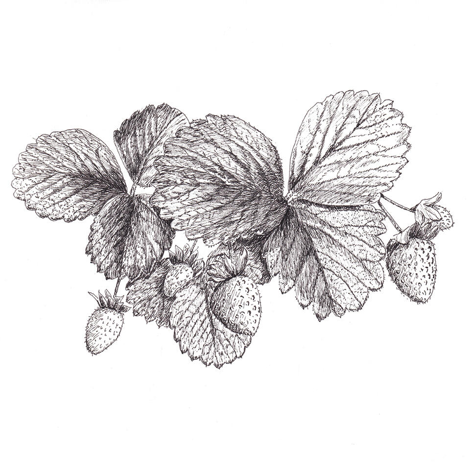 Strawberries