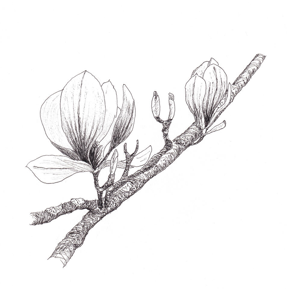 Tulip Magnolia blossoms