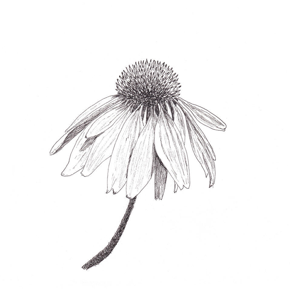 Echinacea