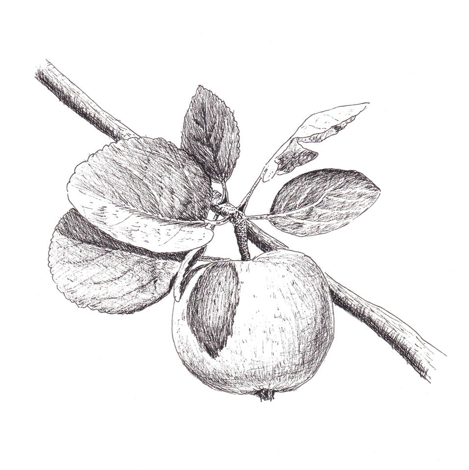 Midsummer apple