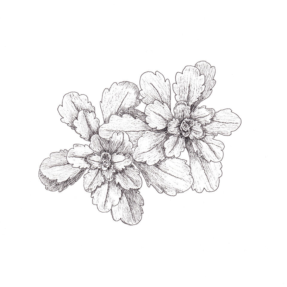 Saxifraga
