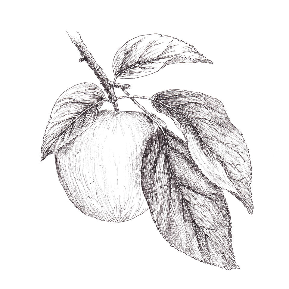 Apple with four leaves