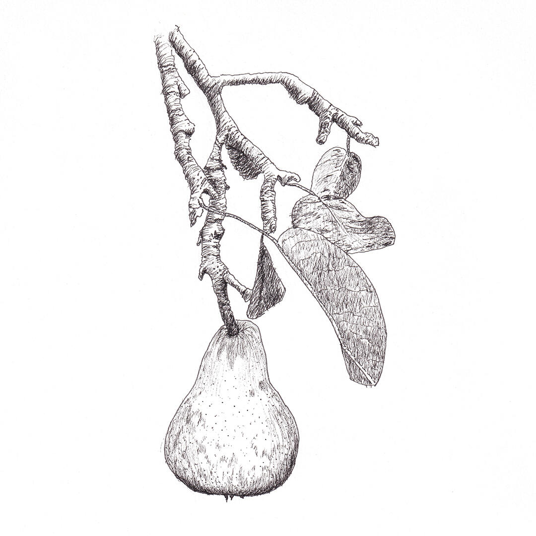 "Pear on a branch" - pen and ink