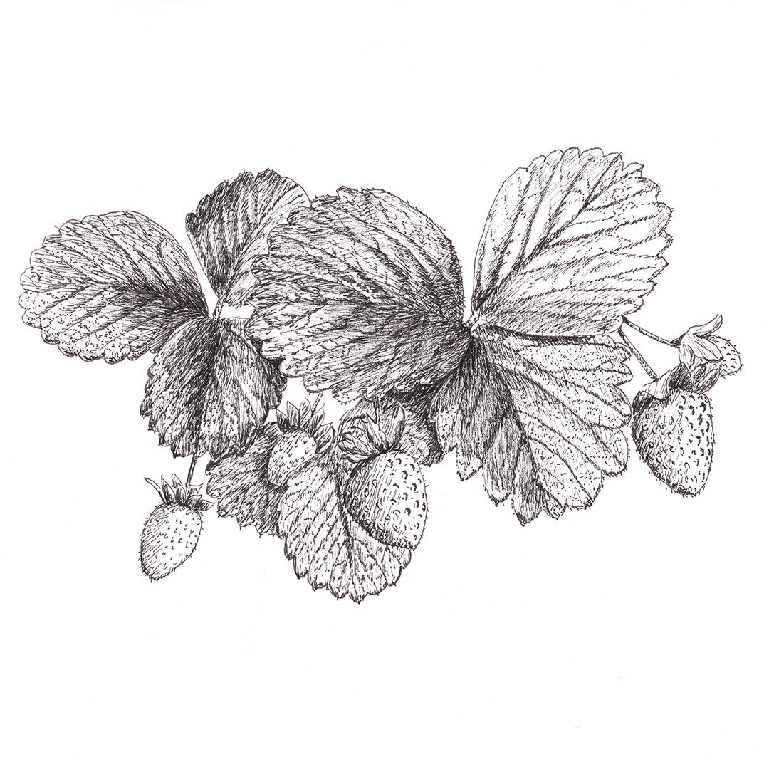 "Strawberries" - pen and ink