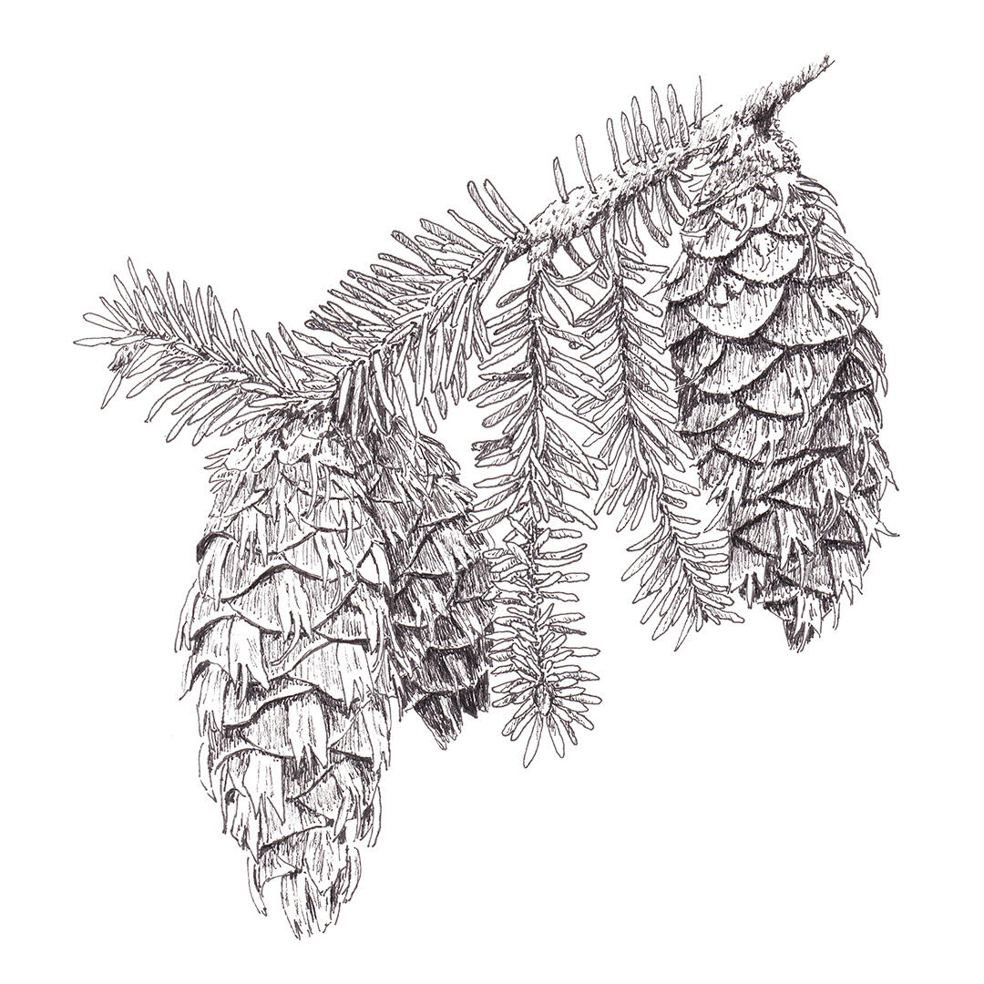 "Douglas fir branch" - pen and ink