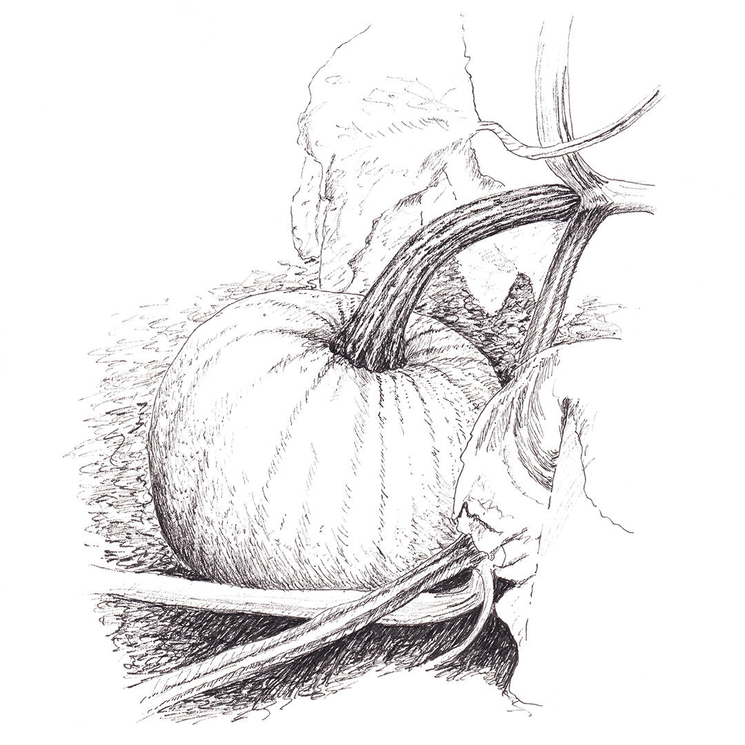 "Pumpkin on vine" - pen and ink