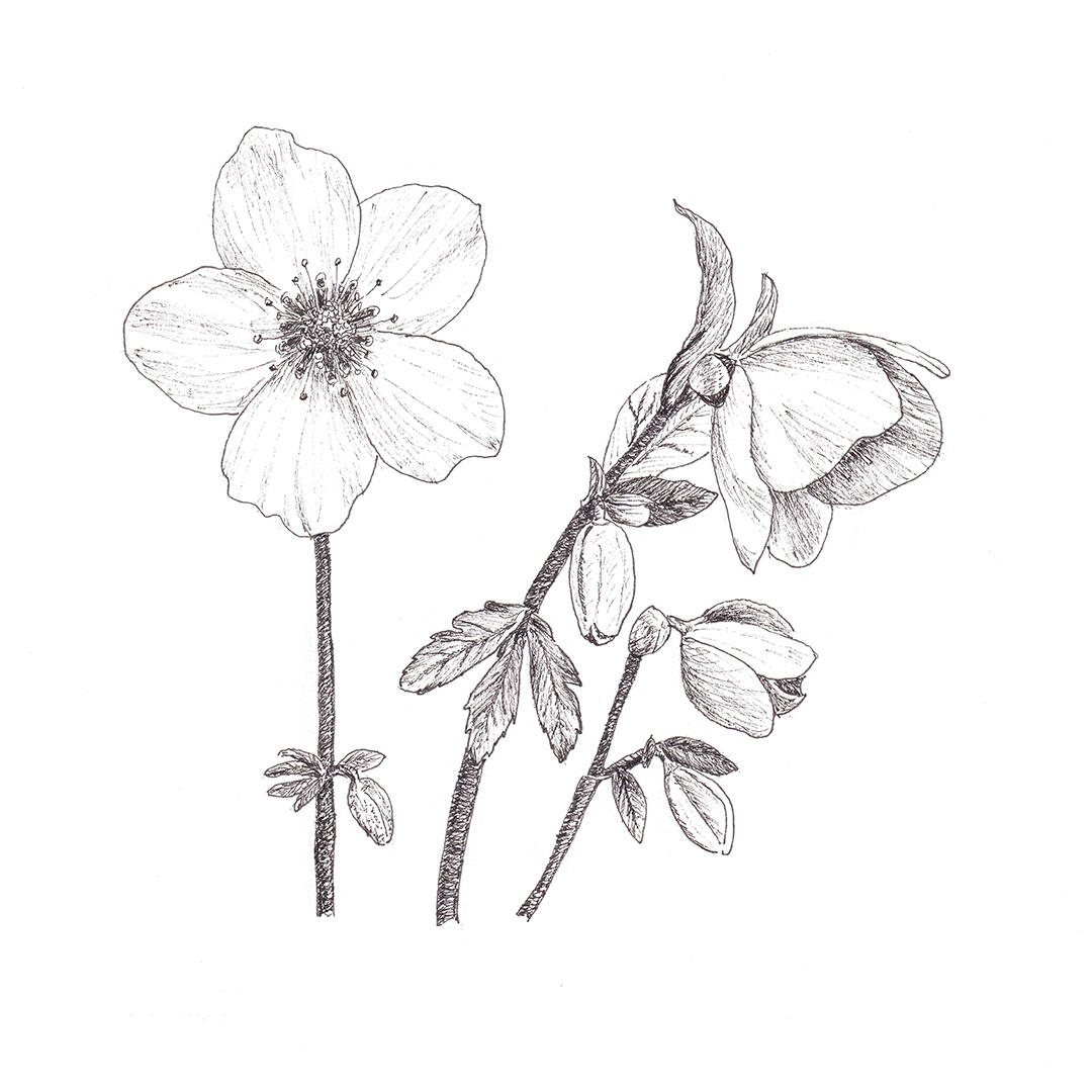 "Hellebore" - pen and ink