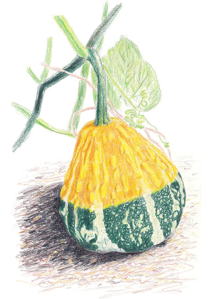 YellowGreen Squash