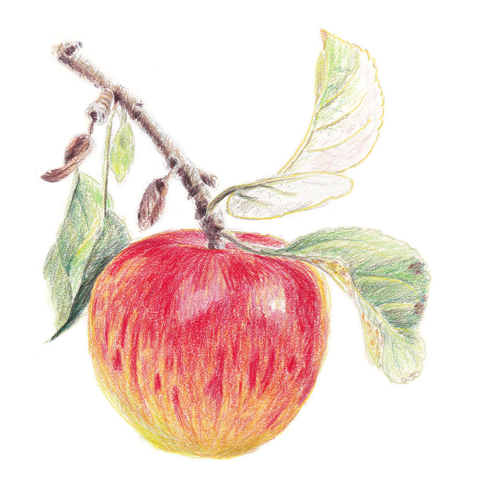 Red and gold apple