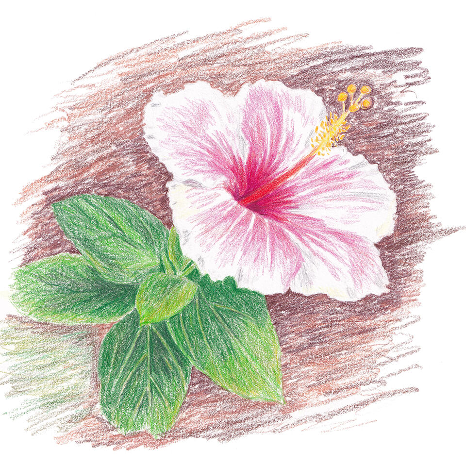 Hibiscus
