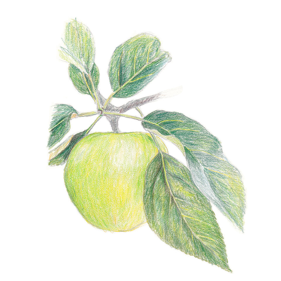 Green apple