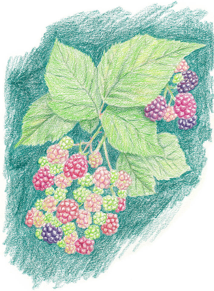 Blackberry study