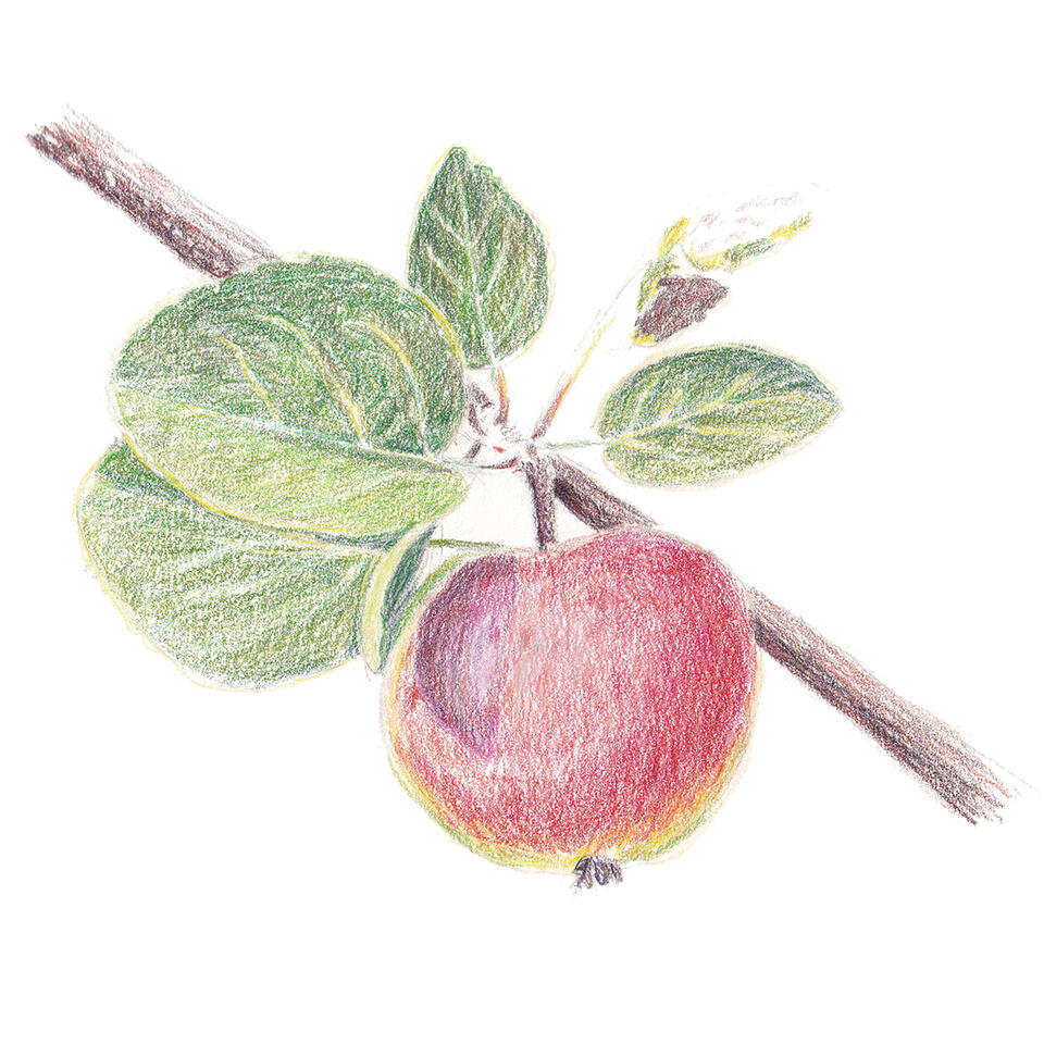 Midsummer apple