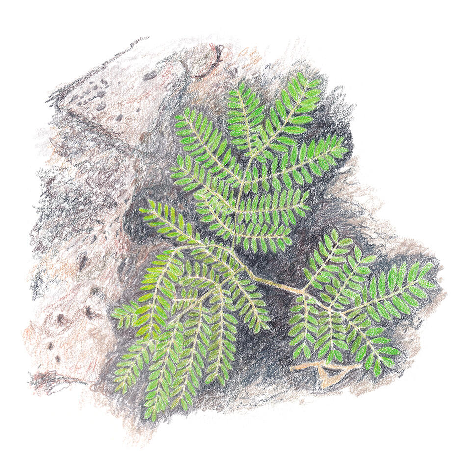 White leadtree foliage