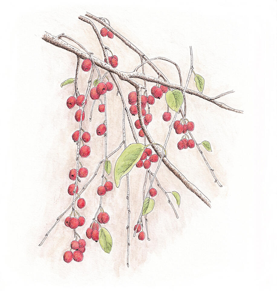 Crabapple branch - watercolor pencil and line
