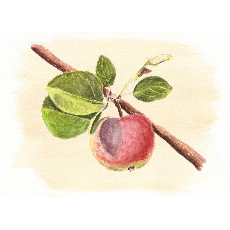 Midsummer apple