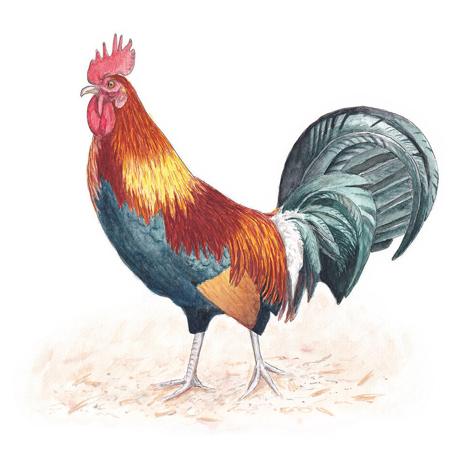 Kauai rooster - watercolor and line