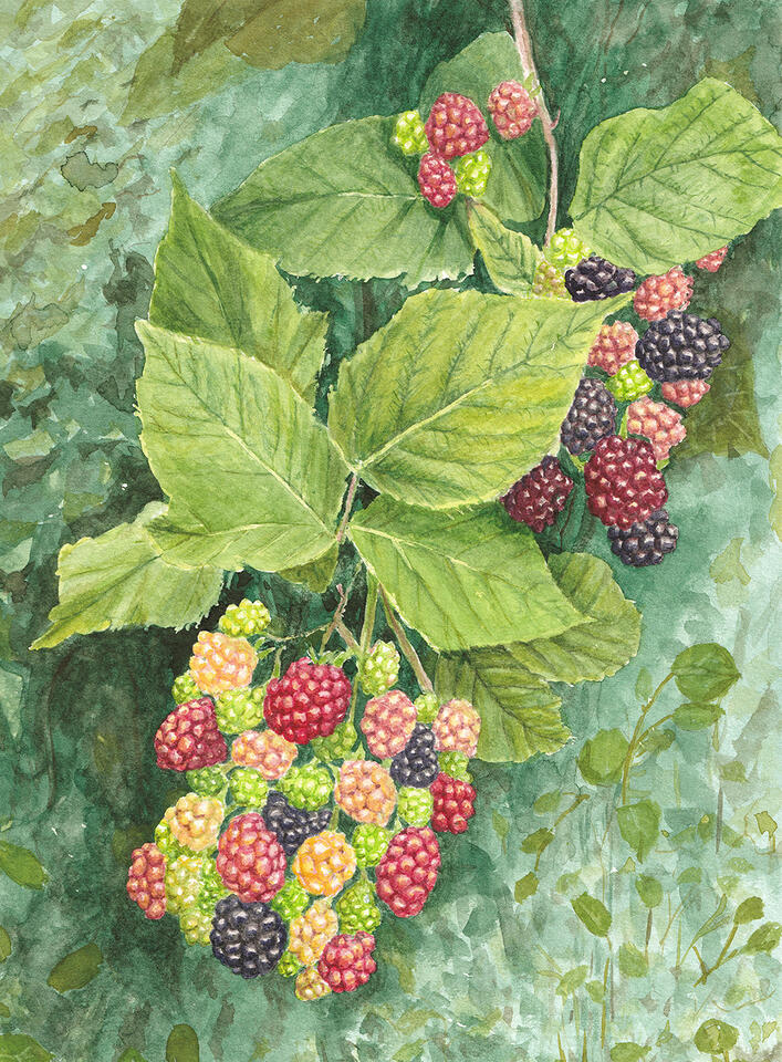 Blackberry study