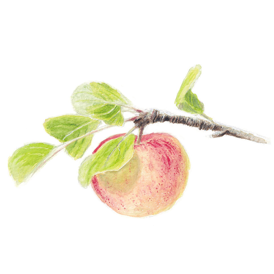 Red speckled apple