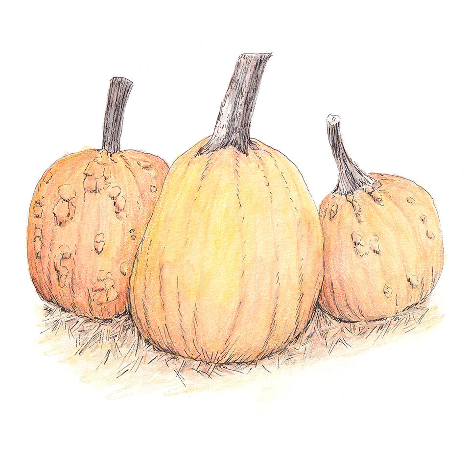 Pumpkin trio - watercolor pencil and line