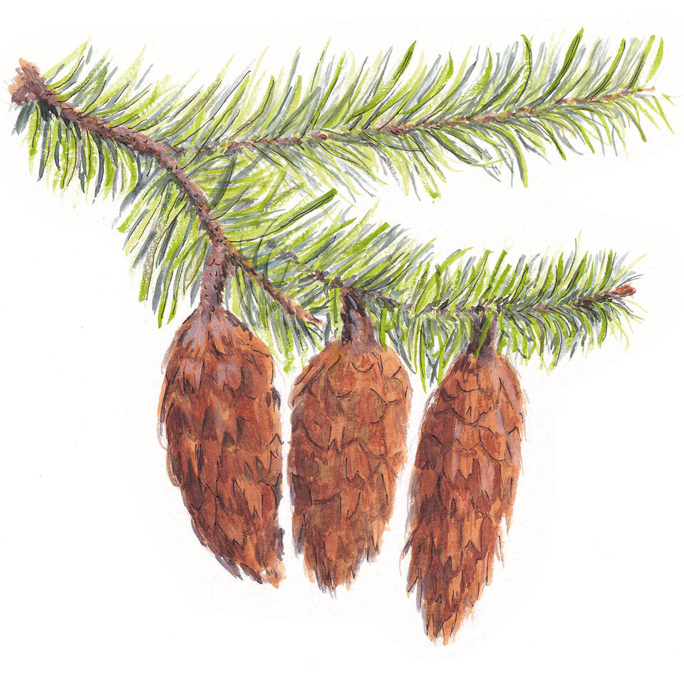 Douglas fir branch - watercolor pencil and line