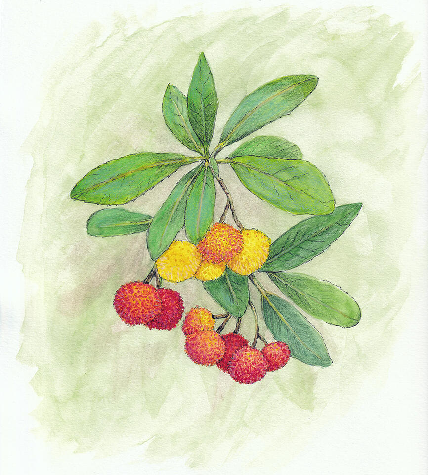Strawberry tree branch - watercolor pencil and line