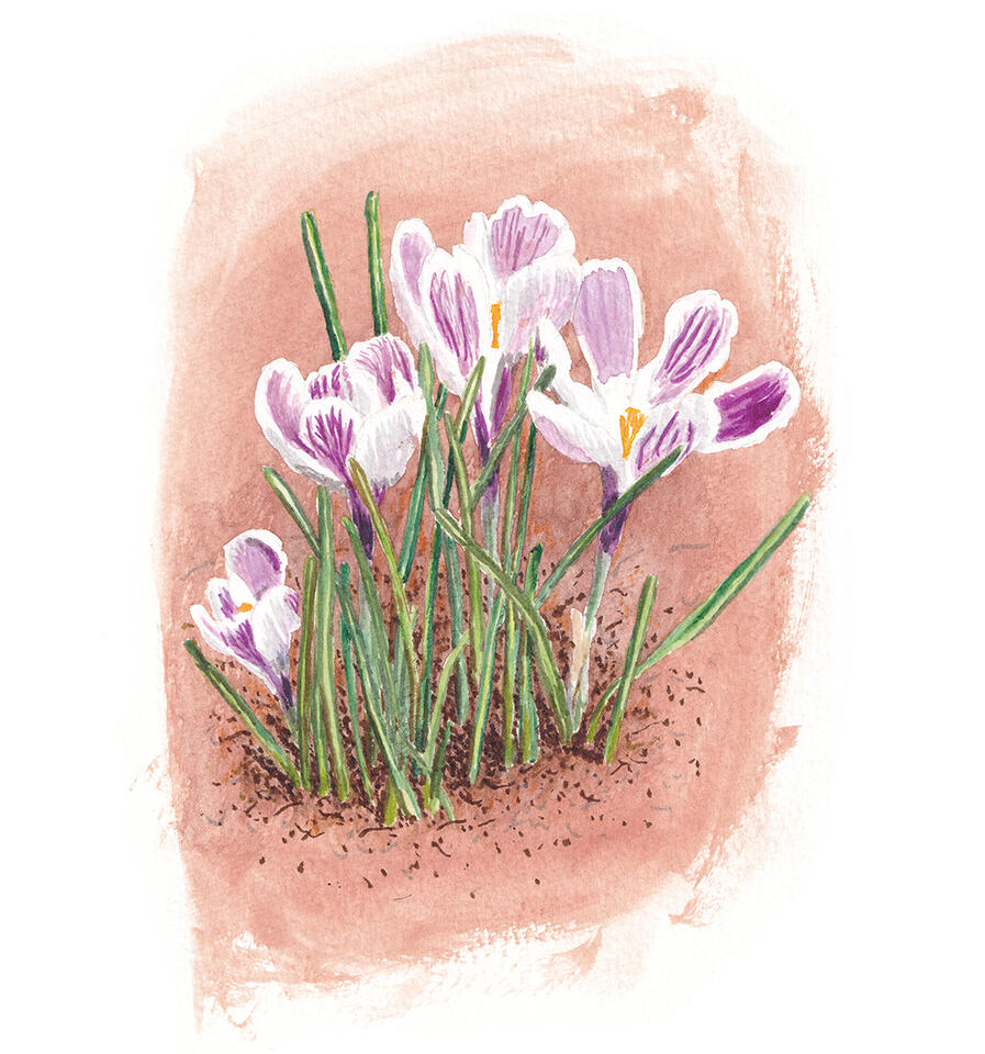 Crocus - watercolor and marker
