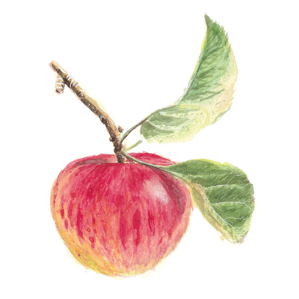 Speckled apple - watercolor and line