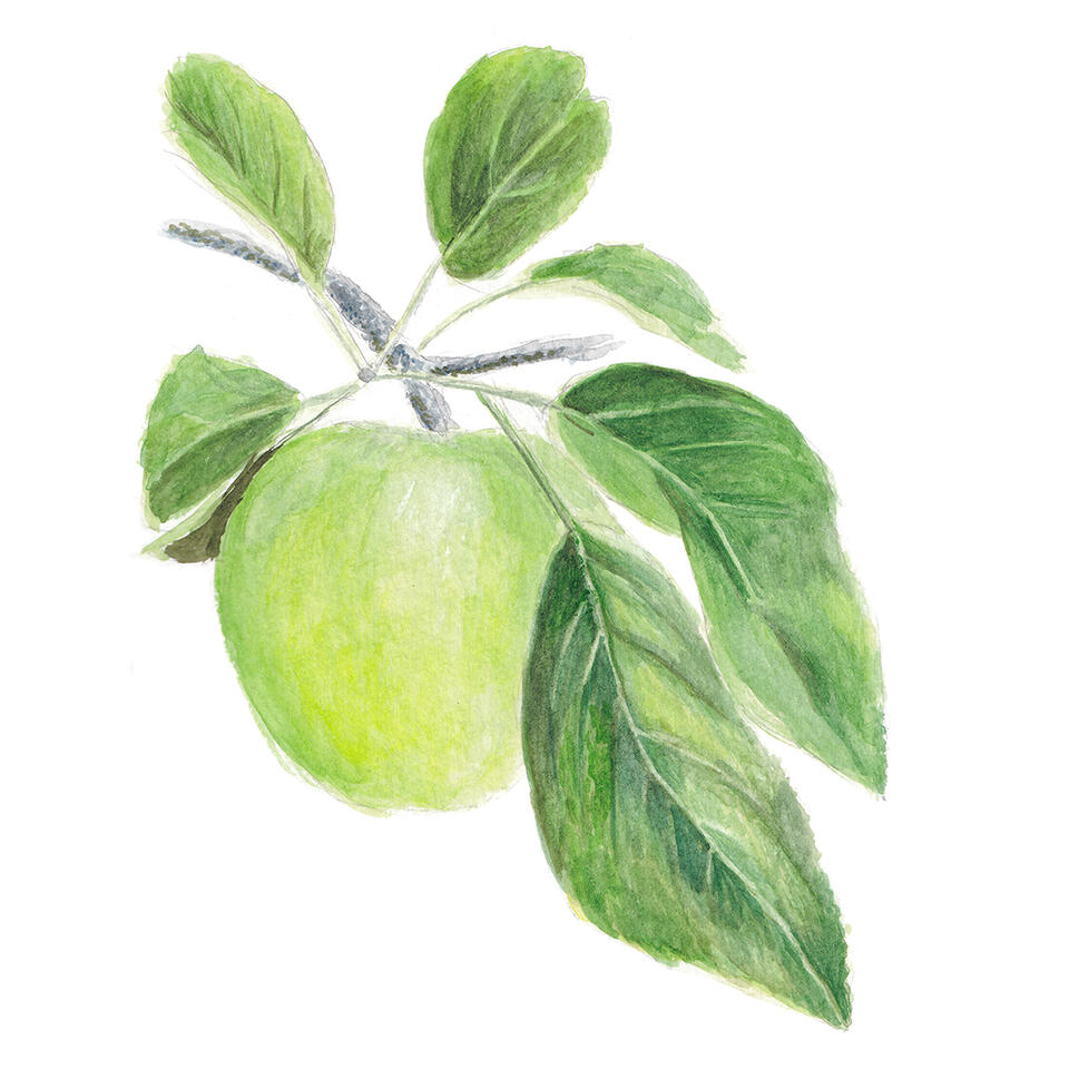 Green apple