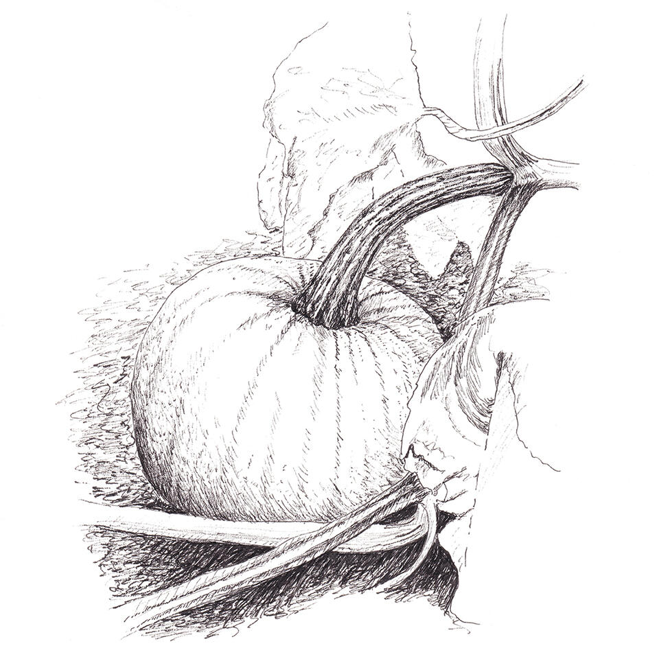 Pumpkin on the vine