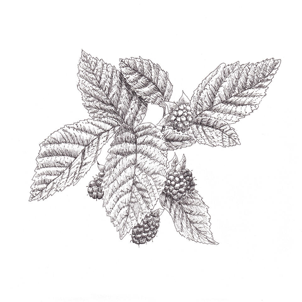 Blackberries