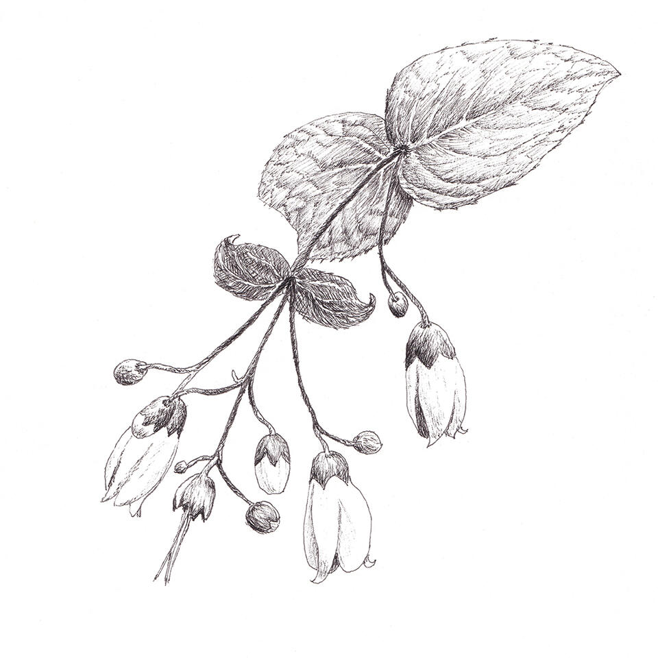 Yellow waxbells