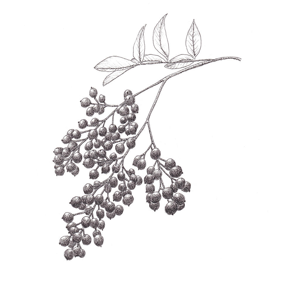 Heavenly bamboo berries