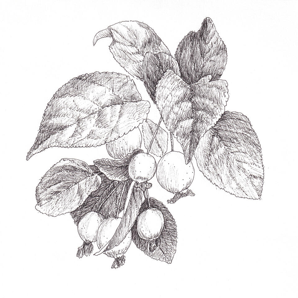 Crabapple branch
