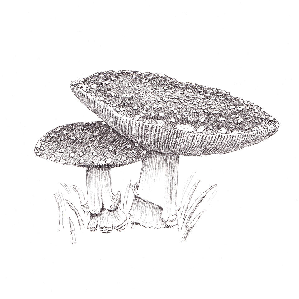 Amanita mushrooms