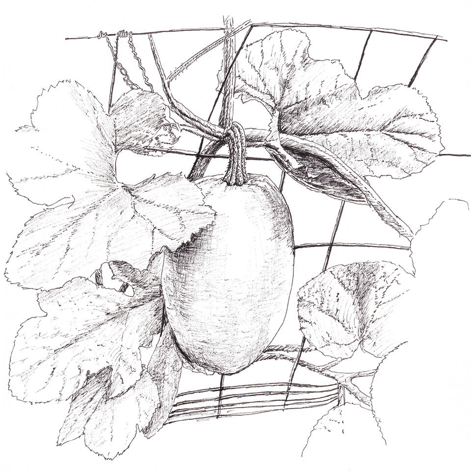 Gourd on the vine